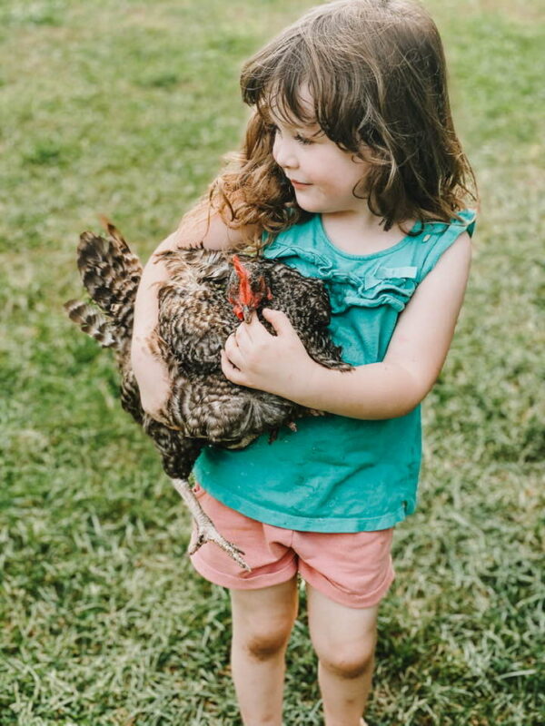 My Favorite Backyard Chicken Breeds for Kids